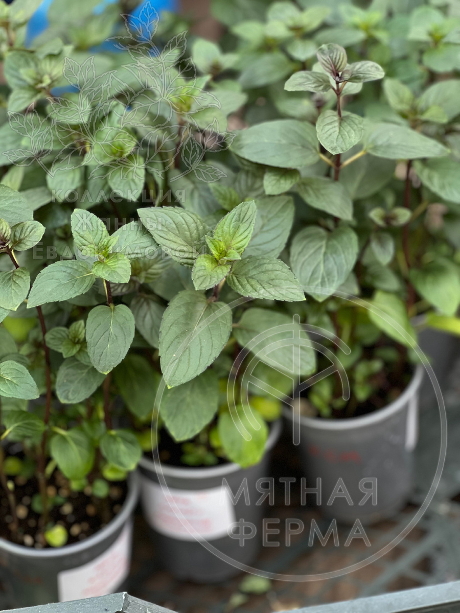 Фото мята Какао с Маршмеллоу, перечная. Архив Мятной Фермы. 