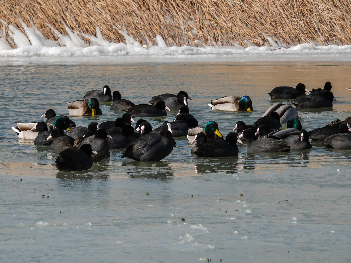 Фото листаются вправо