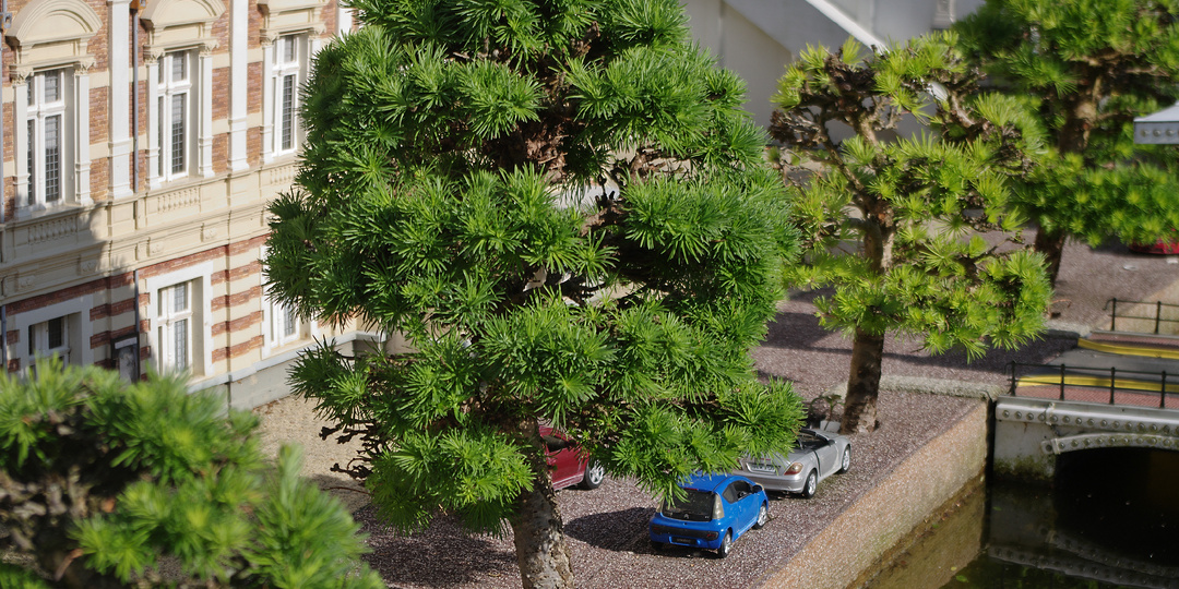 Деревья парка миниатюр Мадюродам. Часть 1 из 3.