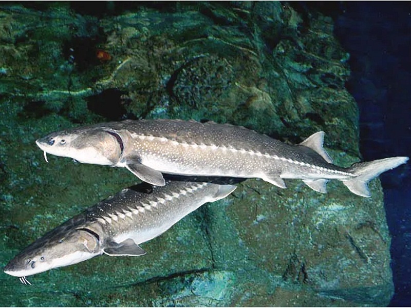 Сибирские осетры