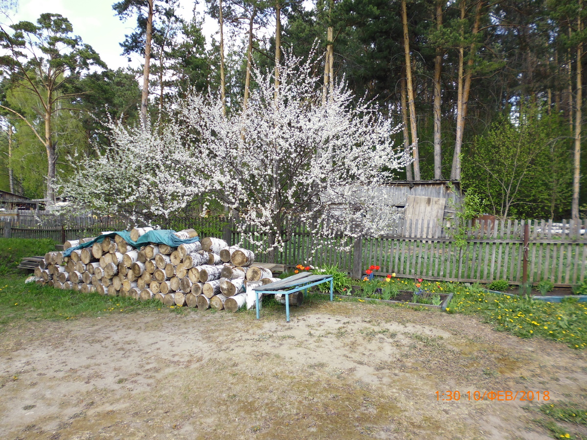 Это слива цветёт