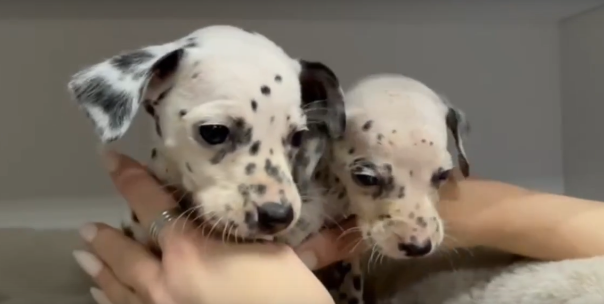    Фото: скрин с видео в паблике ВК приюта «Омские хвостики»