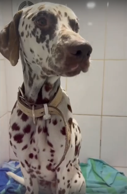    Фото: скрин с видео в паблике ВК приюта «Омские хвостики»