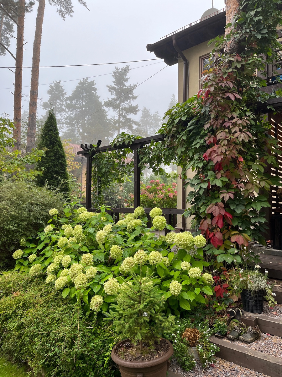 Сад Ольги Горичевой