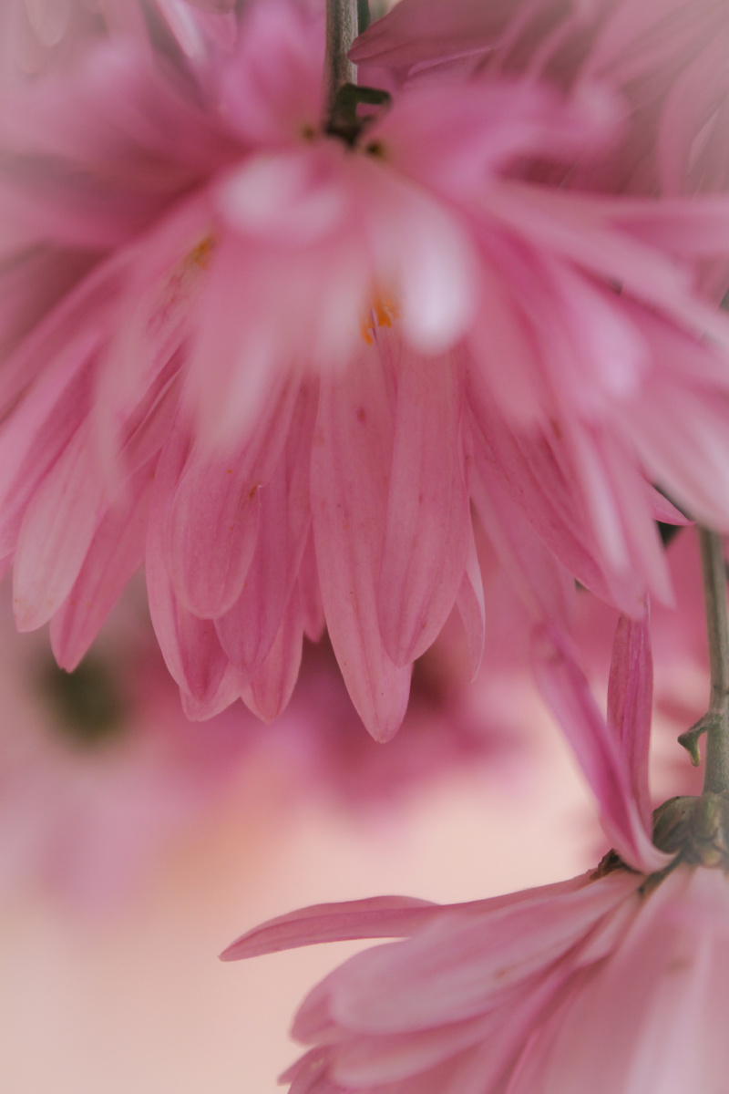 Нашла на фотоаппарате 