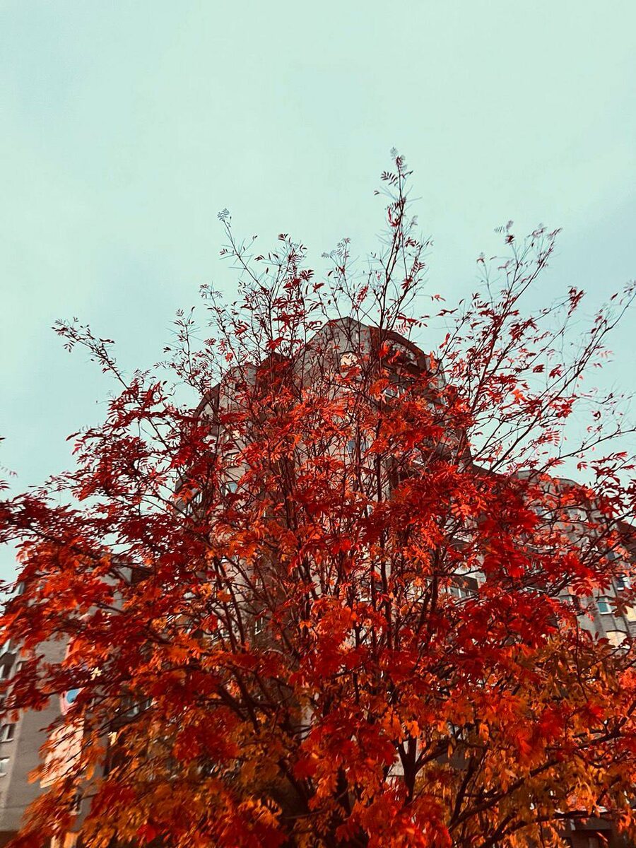 Олеся Казакова: «Мой Красносельский — это дома, прорастающие сквозь деревья, или деревья, врастающие в дома: неизменное слияние городской жизни и природы во все сезоны».