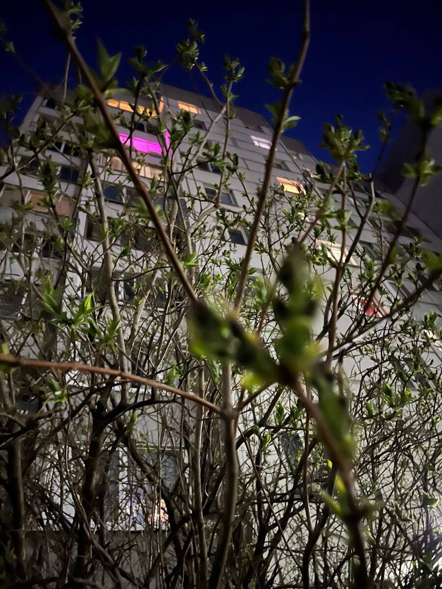 Олеся Казакова: «Мой Красносельский — это дома, прорастающие сквозь деревья, или деревья, врастающие в дома: неизменное слияние городской жизни и природы во все сезоны».