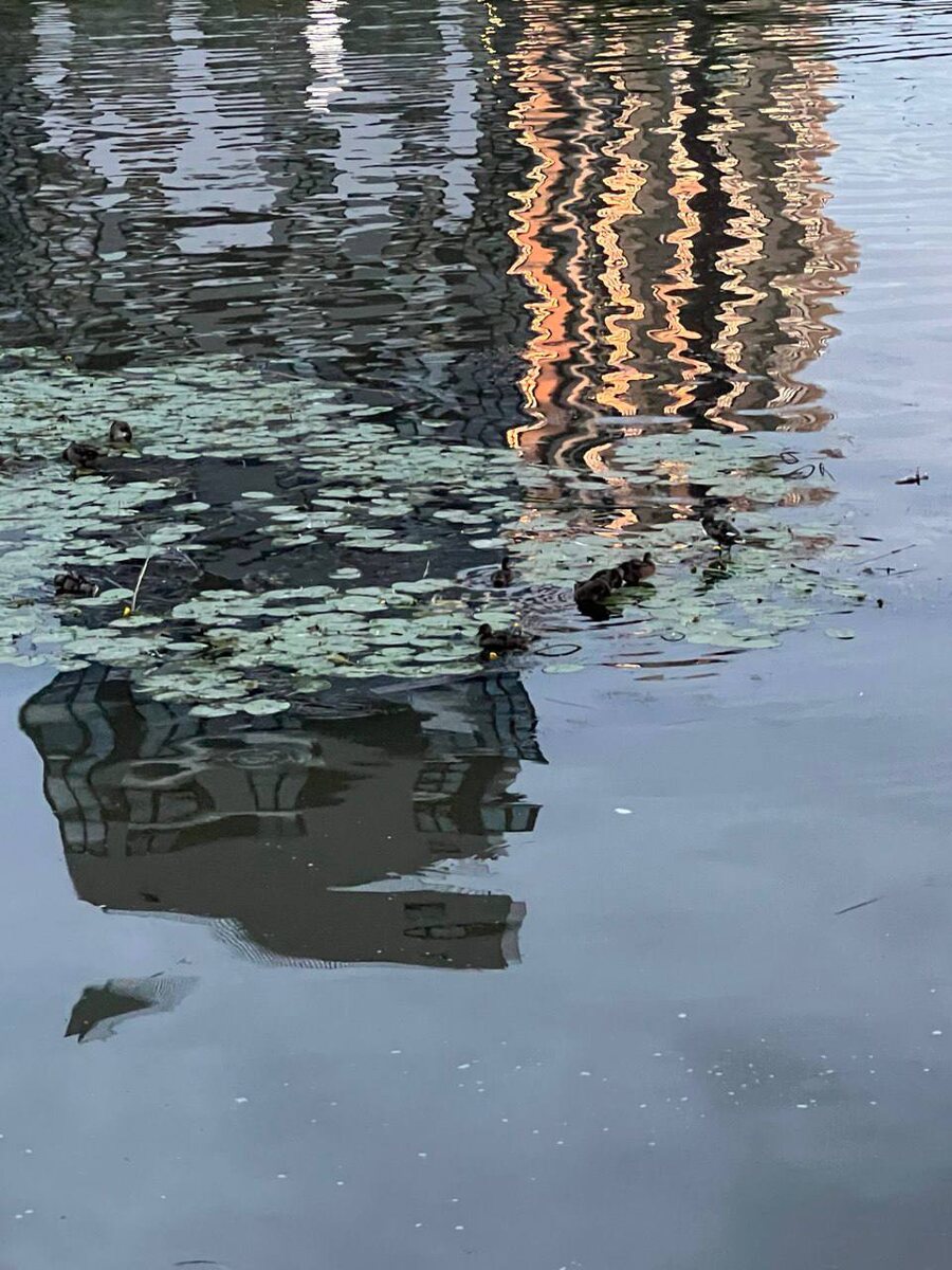 Олеся Казакова: «Мой Красносельский — это дома, прорастающие сквозь деревья, или деревья, врастающие в дома: неизменное слияние городской жизни и природы во все сезоны».