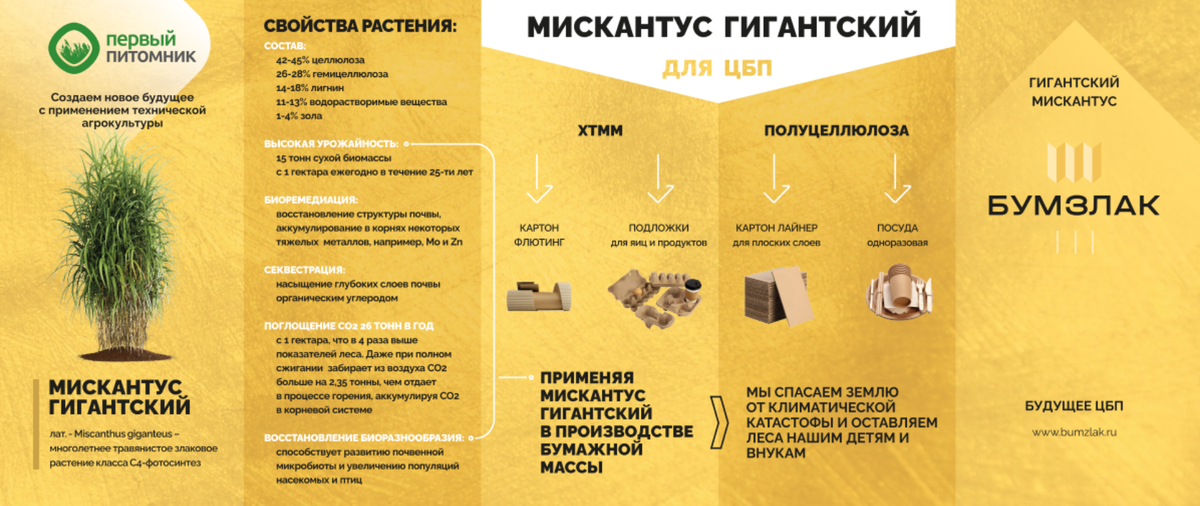 Мискантус гигантский для ЦБП. Источник: ООО "Первый Питомник"
