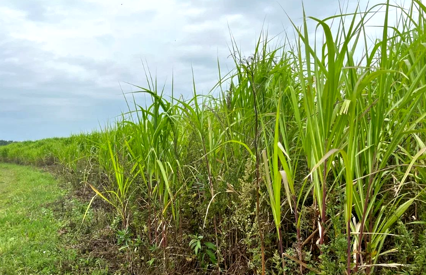 Мискантус гигантский. Источник: ООО "Первый Питомник".