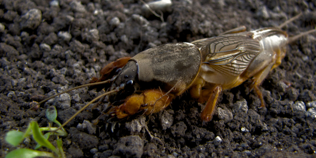 Губит медведку пиво: как избавиться от известного вредителя