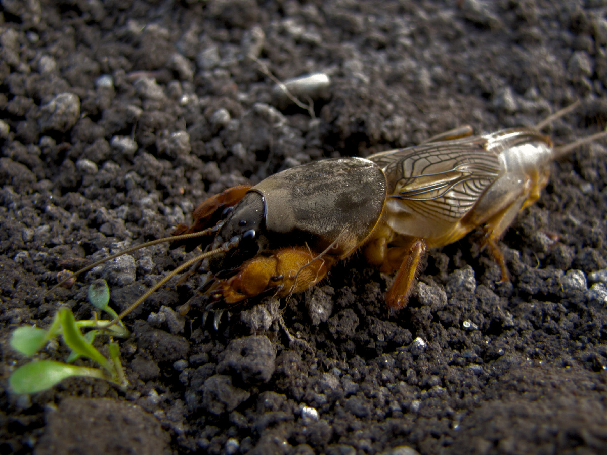 Фотография: Jacek Proszyk, CC BY-SA 4.0