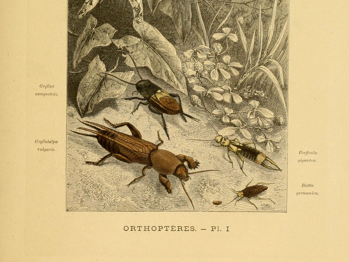 Иллюстрация: Rothschild, Jules, Public domain 1878 год