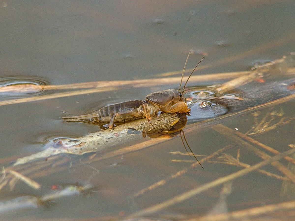 Вопреки заблуждениям, медведка отлично плавает! Это умение не раз спасало её во время весенних паводков. Tomáš Dvořák, CC BY-NC