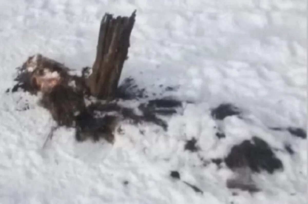    Во владимирском заказнике лосенок провалился под лед и не смог выбраться