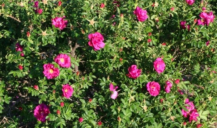 Цветы на этом облагороженном Шиповнике могут быть белыми, розовыми и красными