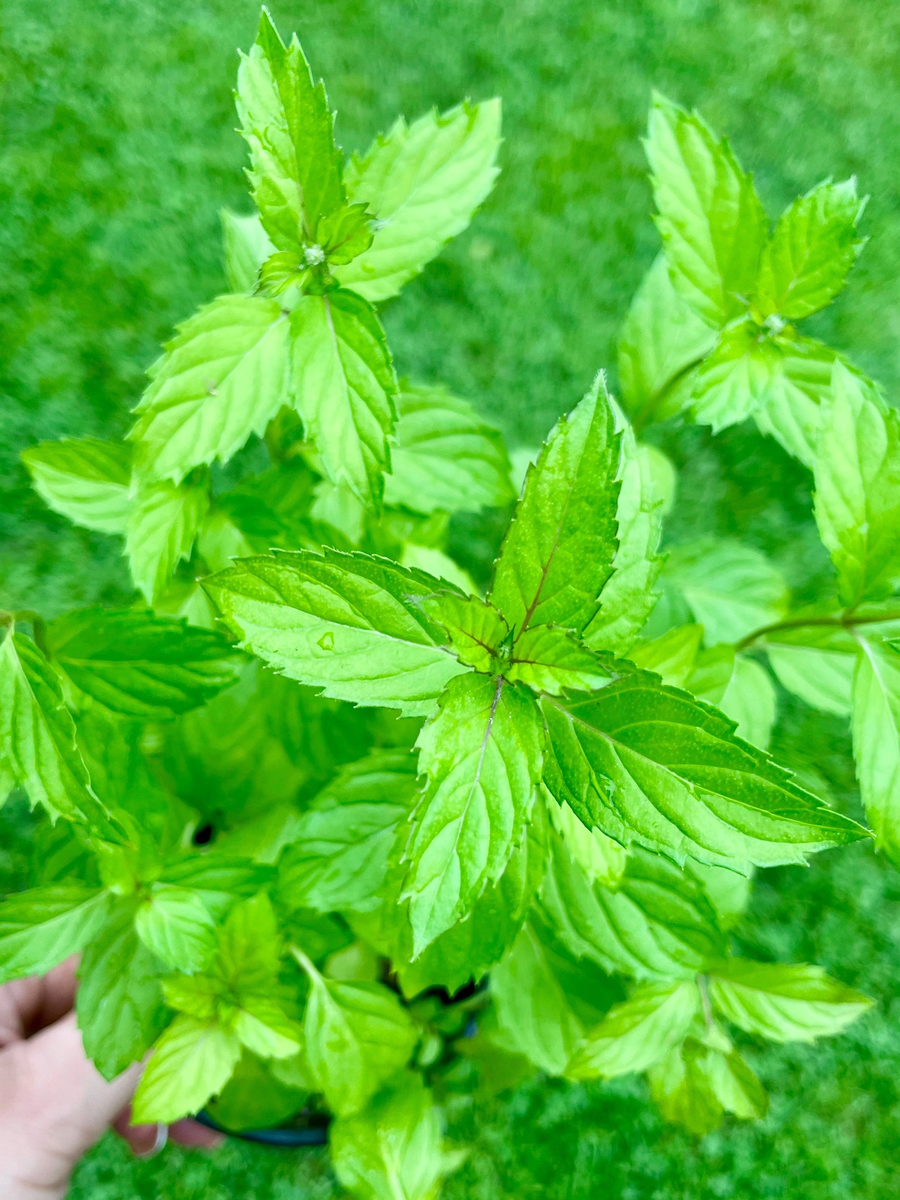 Мята Швейцарская 