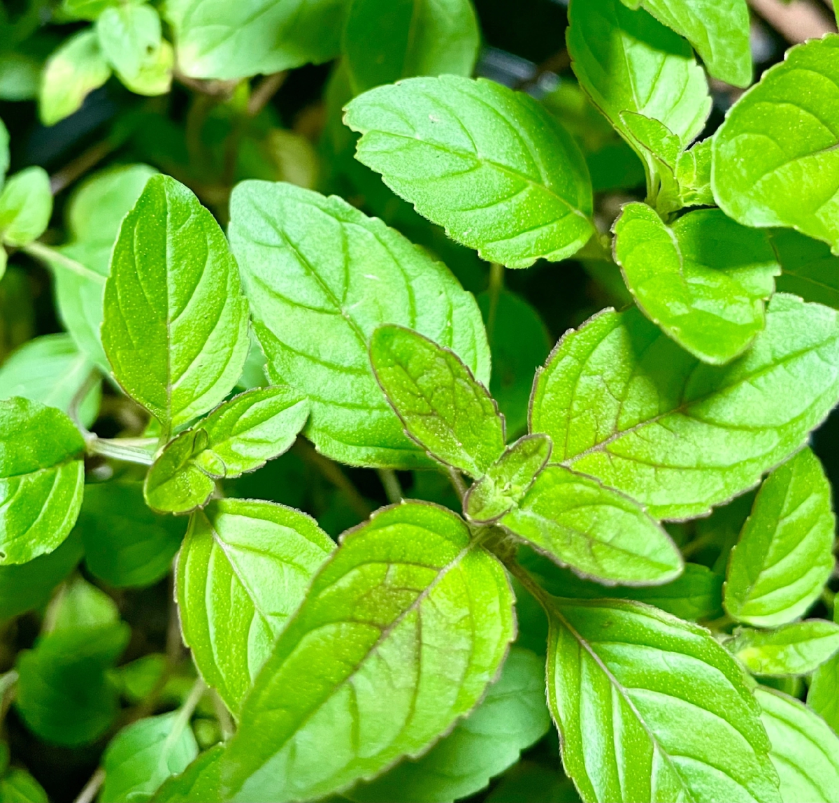 Мята Красный грейпфрут 