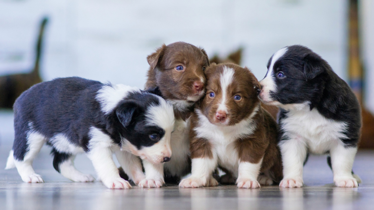 Щенки достигают «пика привлекательности» в возрасте от шести до восьми недель, что может дать некоторое представление о нашей совместной эволюции с собаками. Фото Elena Mozhvilo/Unsplash