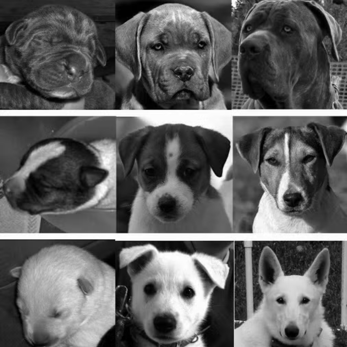 Джек рассел терьеры достигли пика привлекательности в 7,7 недели, кане корсо - в 6,3 недели, а белые швейцарские овчарки - в 8,3 недели (фото в середине ряда). Фото Клайв Уинн.