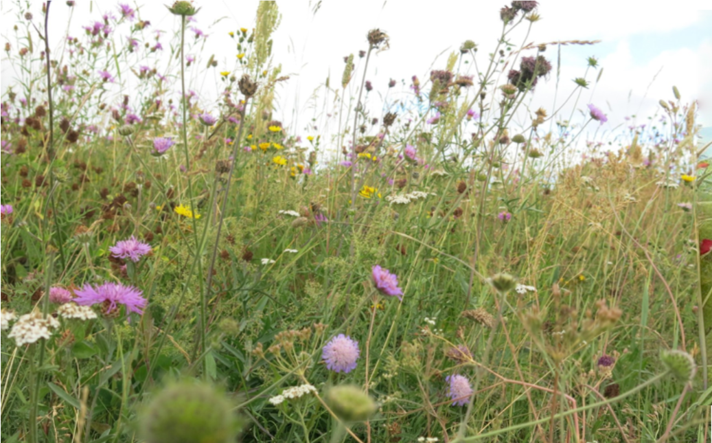 Изображение модифицировано Кандинский 3.1