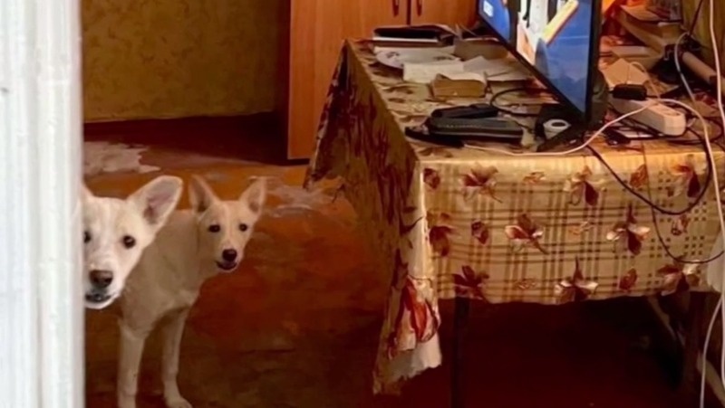      Фото: Следком РФ