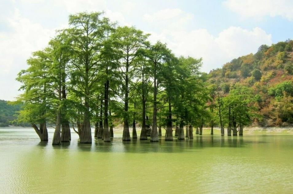 кипарисы - таксодиумы - водные великаны