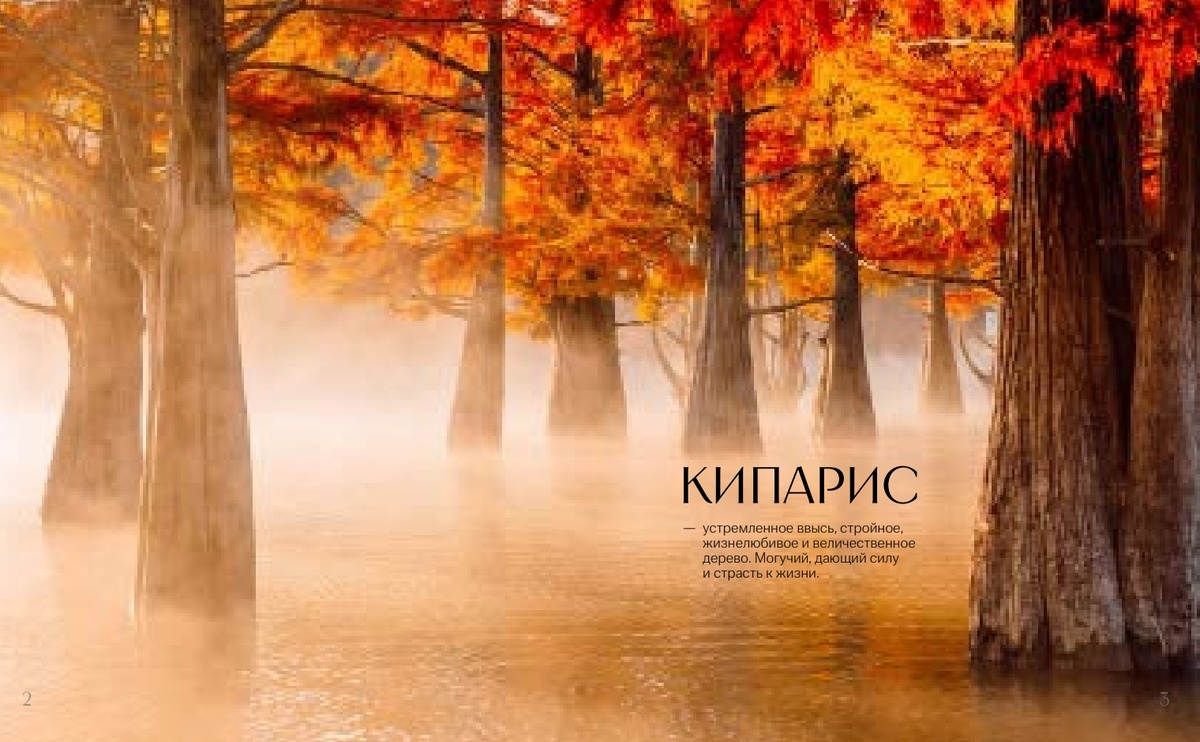 Летом кипарисы завораживают 👉