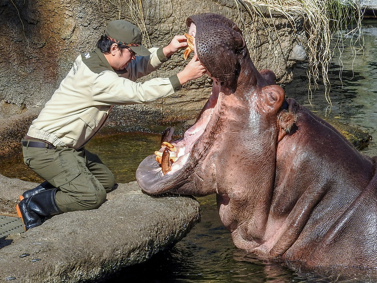В большинстве случаев вторжение человека на участок вызывает у гиппопотама настоящий приступ ярости. Исключение – кормление и вынужденные стоматологические процедуры. Фотография: Jin Kemoole, CC BY 2.0