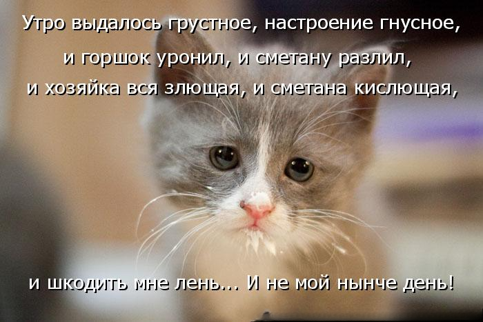 Эх, не повезло котику со сметаной, повезёт с Масленицей! (Источник: kotomatricy).