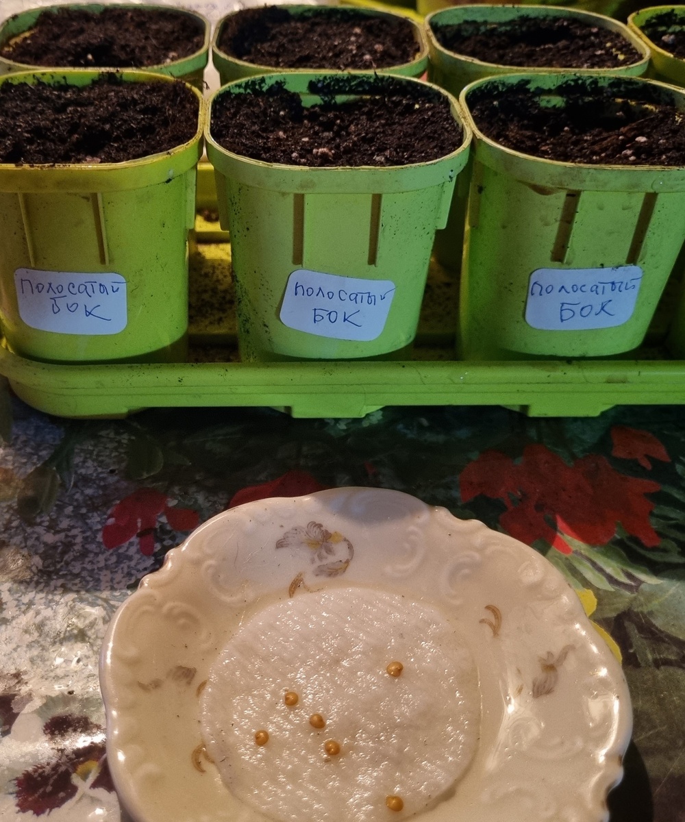 Фото автора.