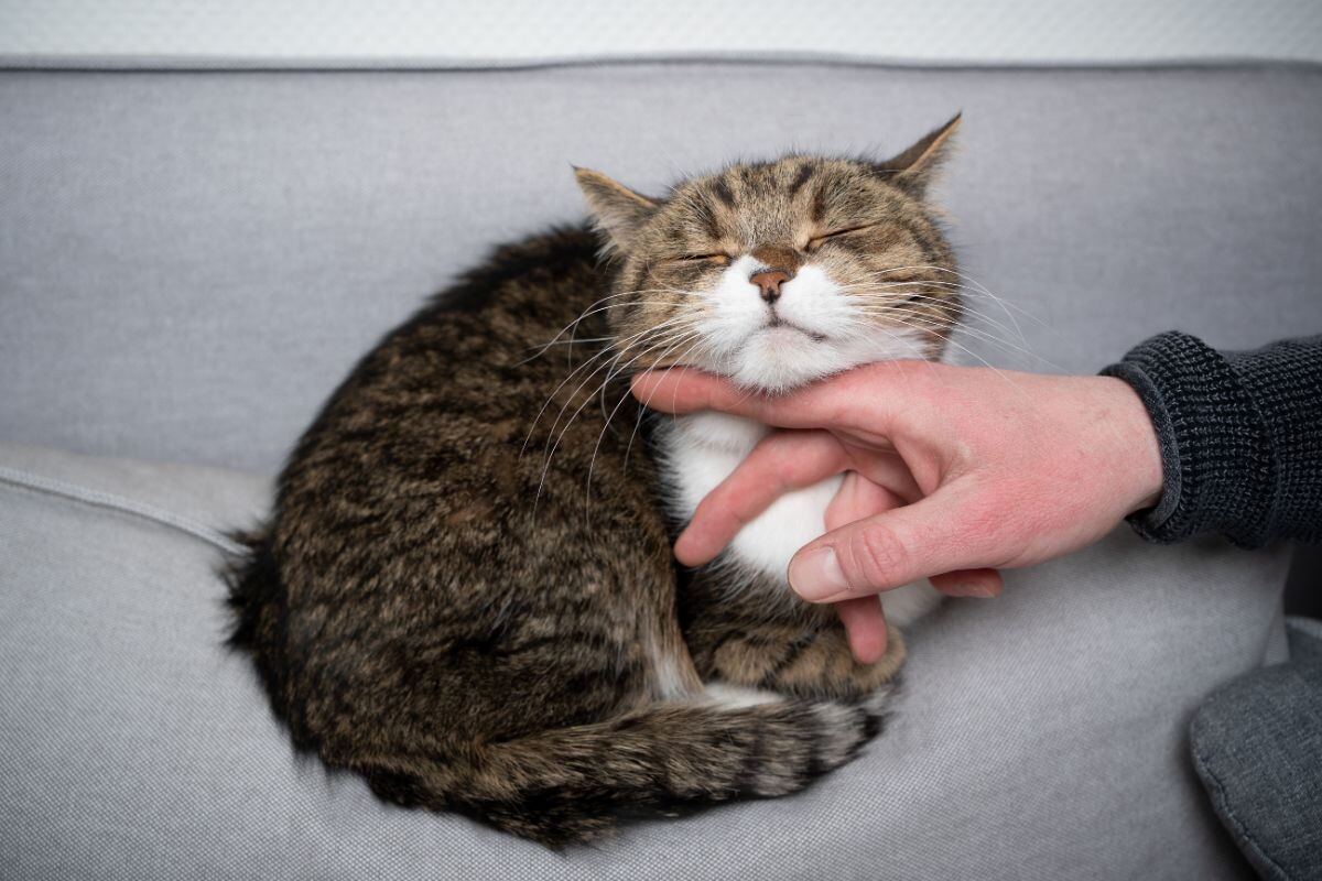 Почему кошкам нравится, когда им чешут подбородок