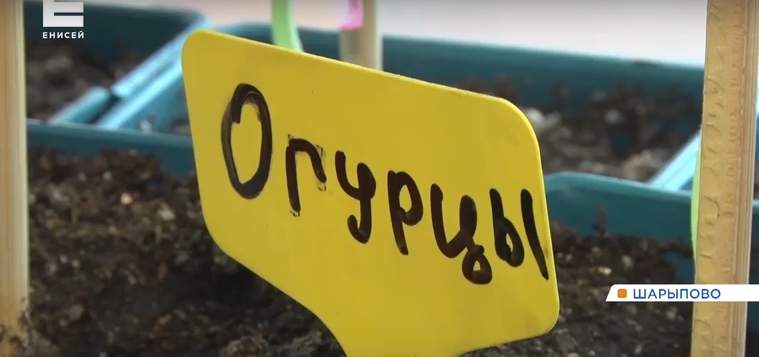     Ученики Шарыповской школы прямо в классе выращивают овощи и рассаду