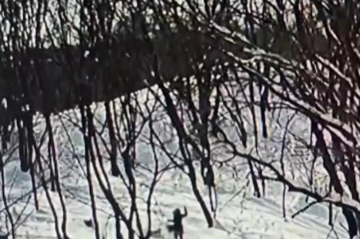    Появилось видео нападения стаи собак на девятилетнюю девочку в Ставрополе