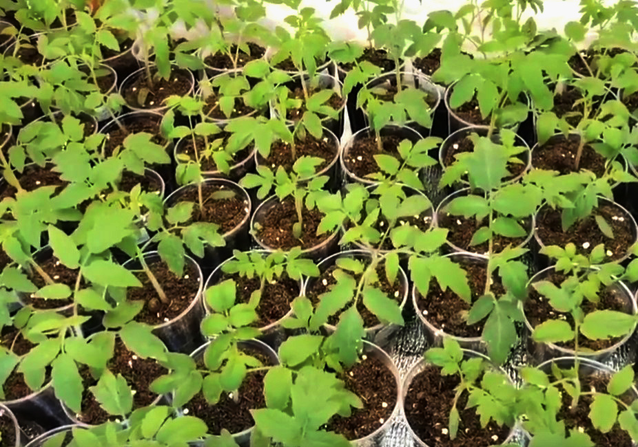 рассаде томатов нужно много места