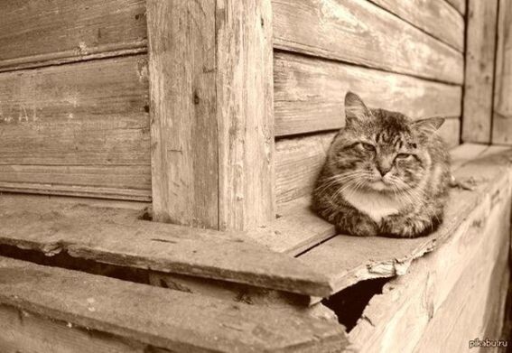 Классическая завалинка для кота и кошки