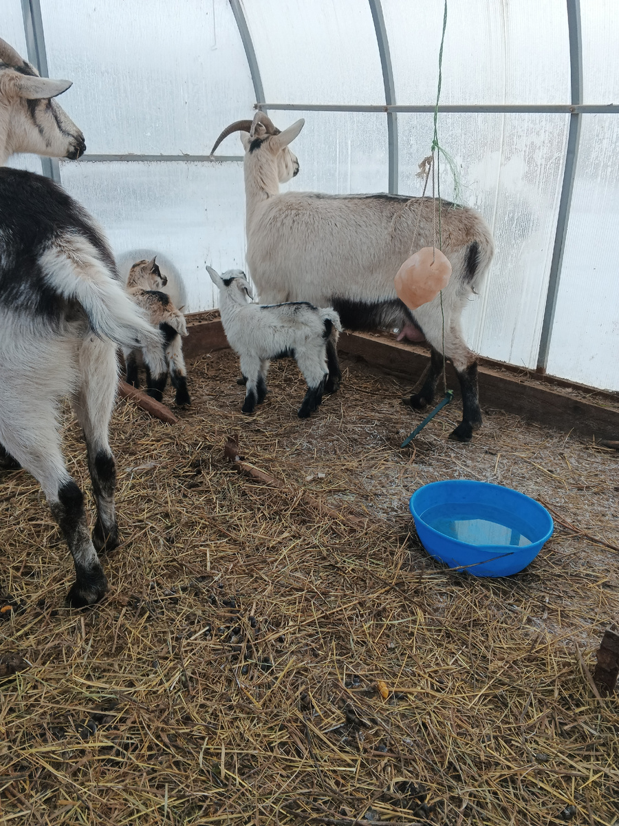 Одна из коз родила двух козлят-козочек. 