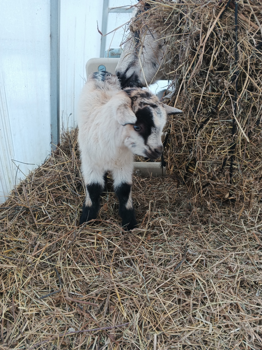 Три дня козочкам.