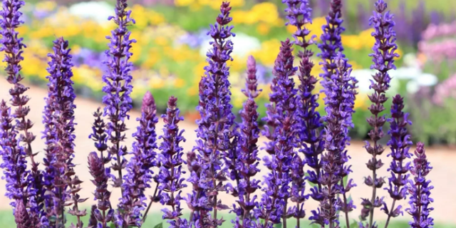 Шалфей дубравный красивоеи неприхотливое растение