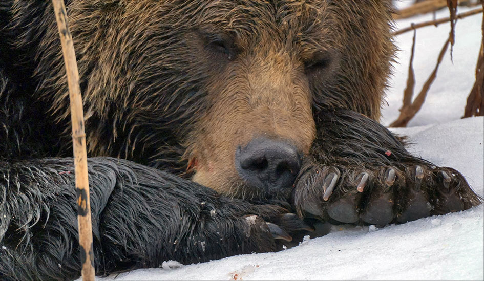 Медвежий сон. Фото из архива С. Толстнева