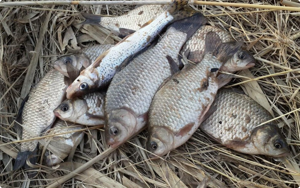 Или «Почему карась весной ведёт себя как подросток после зимних каникул»