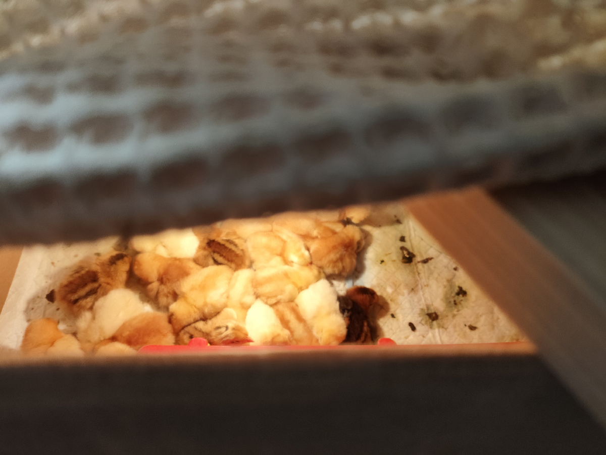 Спят усталые игрушки )))