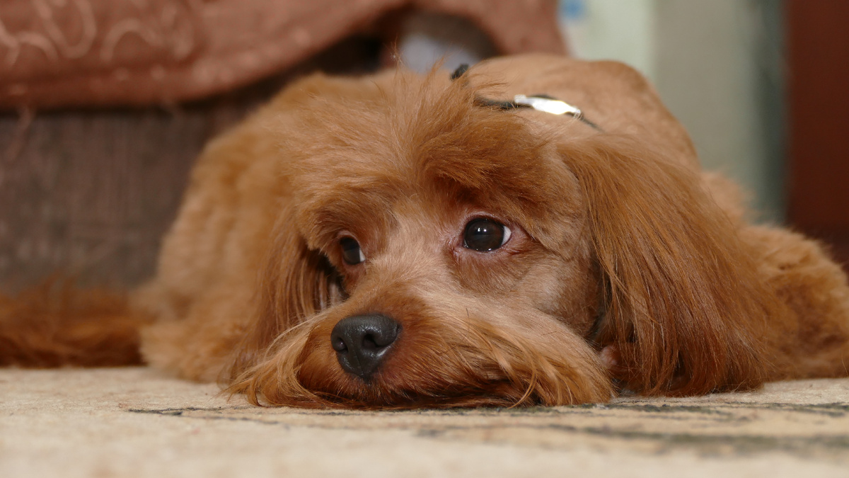 Иллюстрация: СЗИЦ "Человек и закон" - ЦЖР "Резонанс"