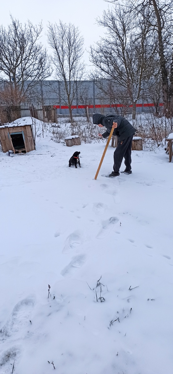 Объясняю собаке основы вскапывания огорода, в этом году его очередь. Автор блога, 24 февраля 2025 года