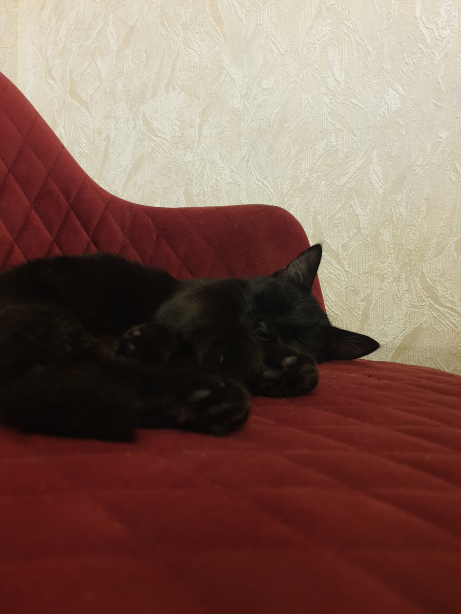 Алиса и дремота в полдник