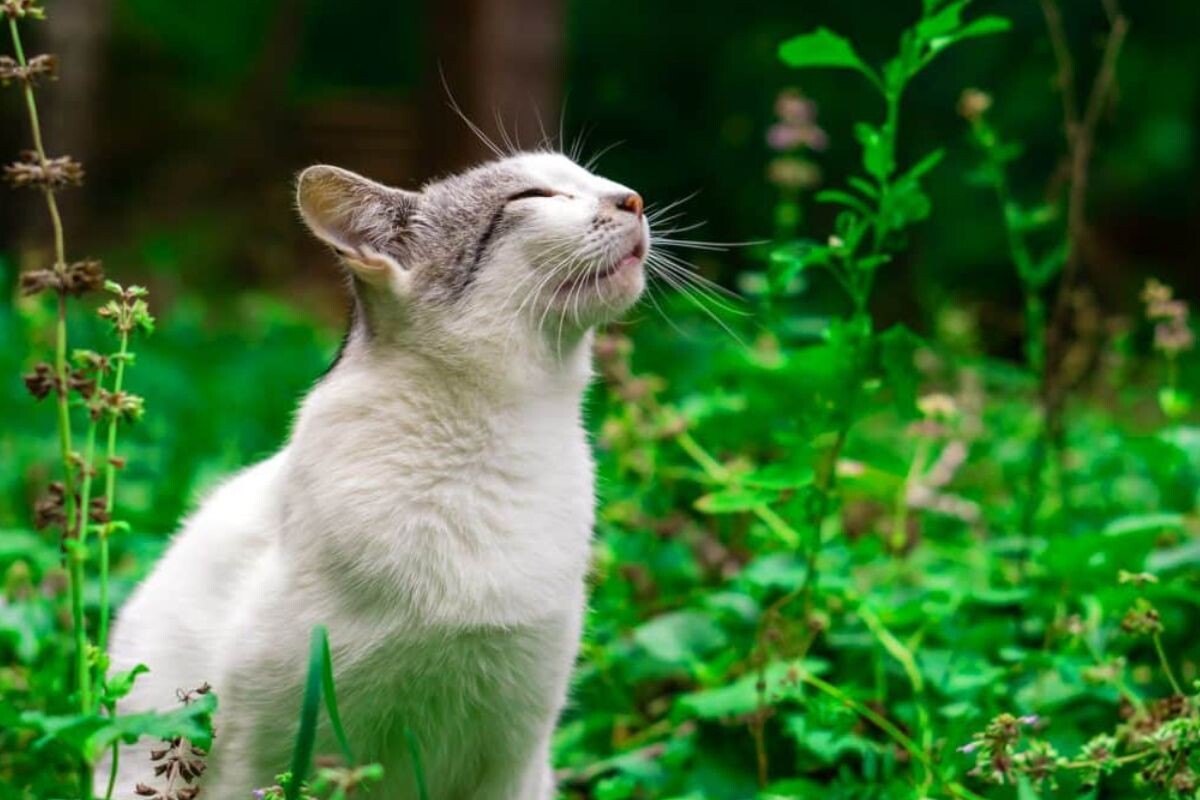 На каком расстоянии кошки чувствуют запах