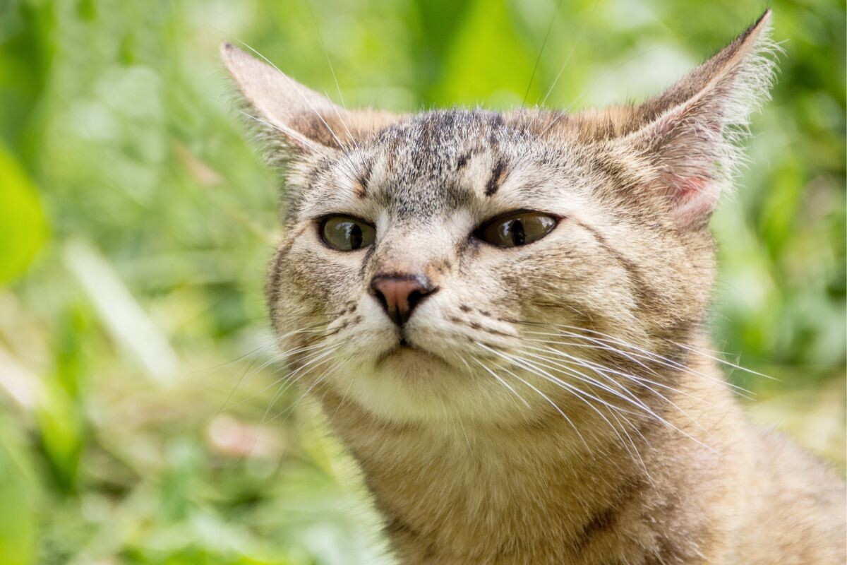 Кошка принюхивается 