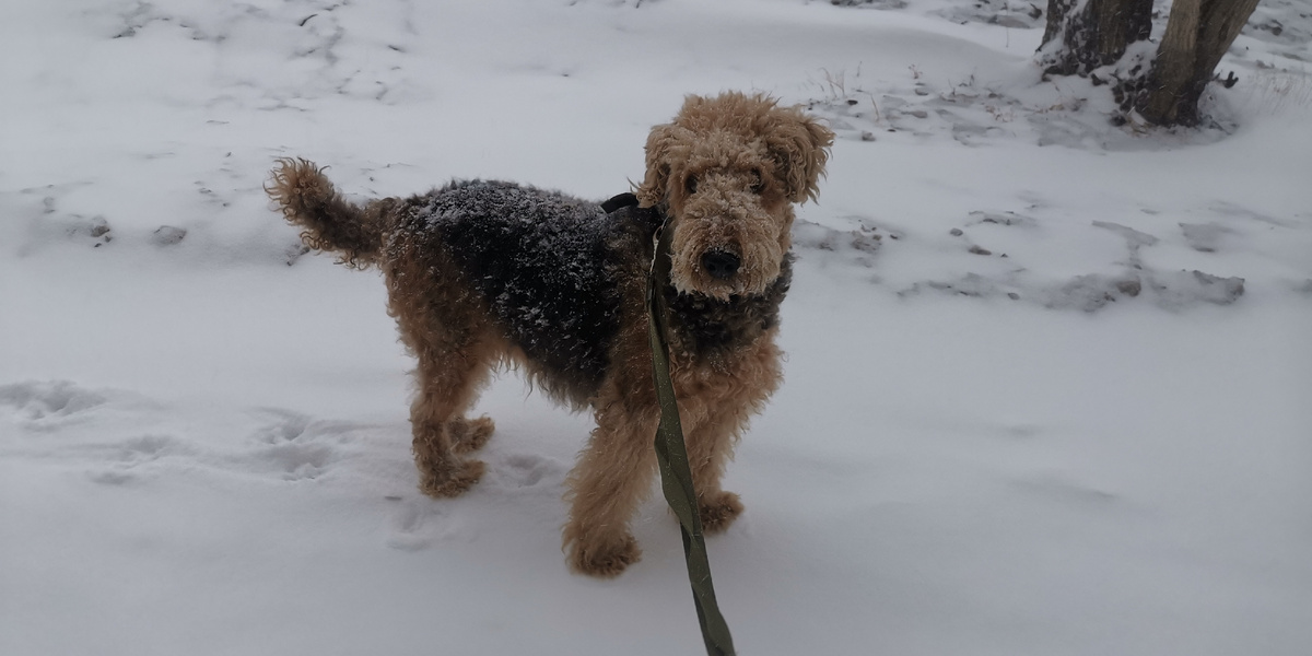 Собака эрдельтерьер 