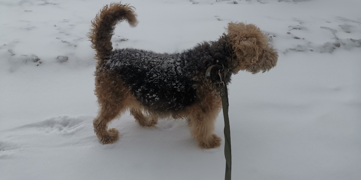 Прогулка собаки породы эрдельтерьер