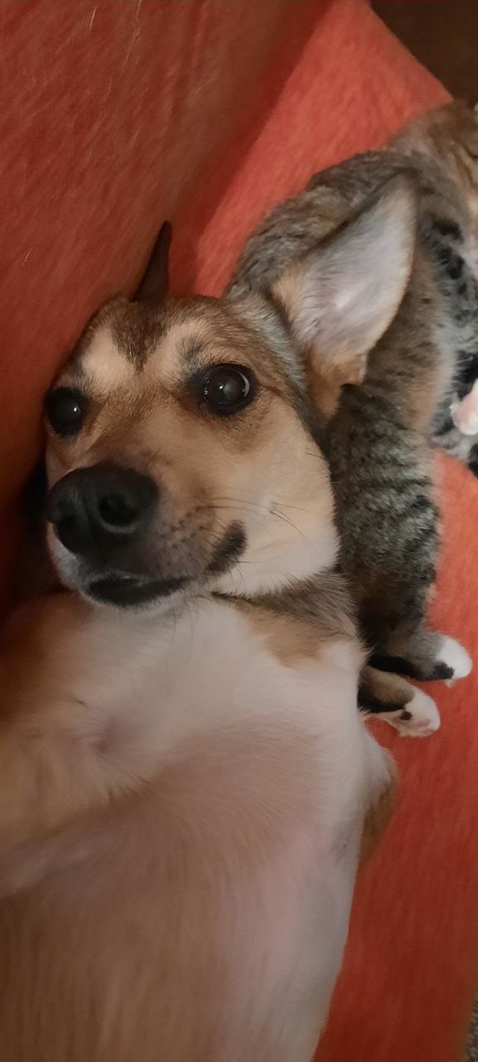 В этой семье не только собаки, но и коты, и даже есть черепаха!